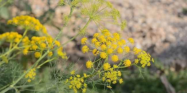 Aneth des moissons (Ridolfia segetum), proche du fenouil