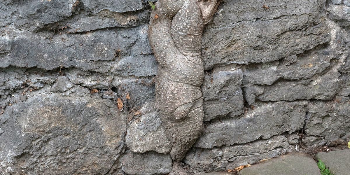 Les arbres et les murs : déjouer les mythes et trouver des solutions durables