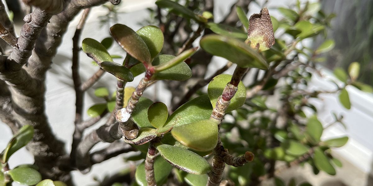 Protégez votre arbre de jade : découvrez les maladies à surveiller