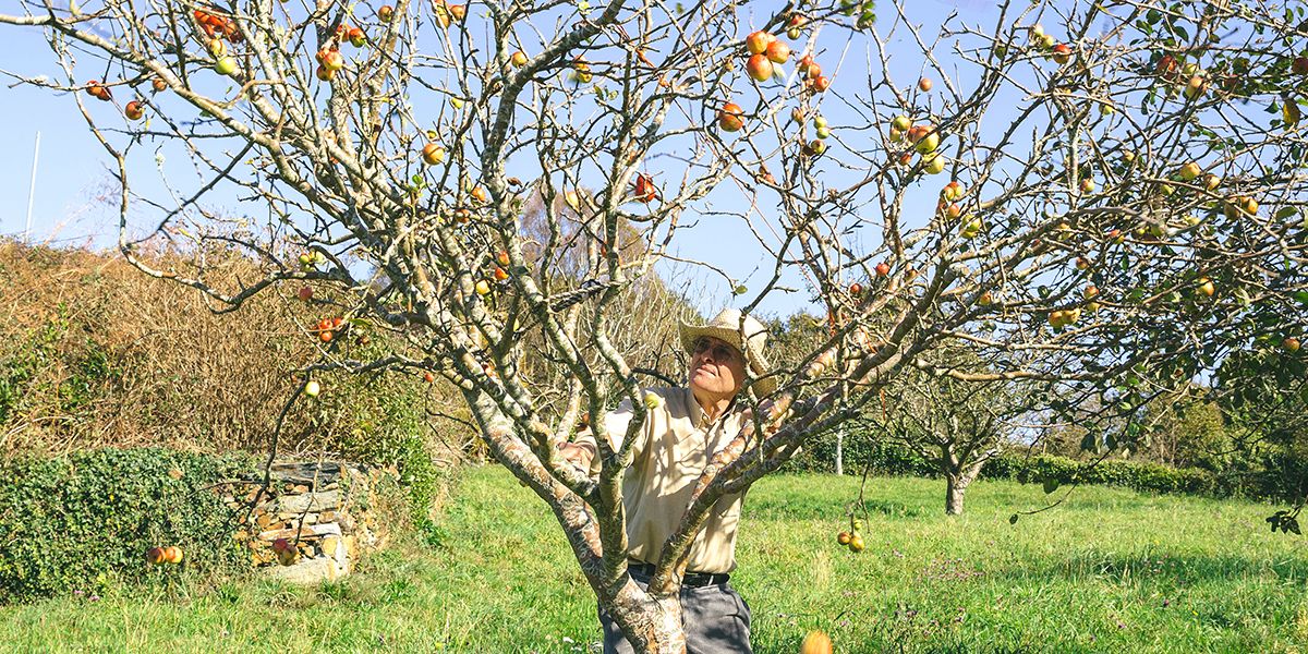 préparer son verger : 8 gestes essentiels pour des récoltes fructueuses