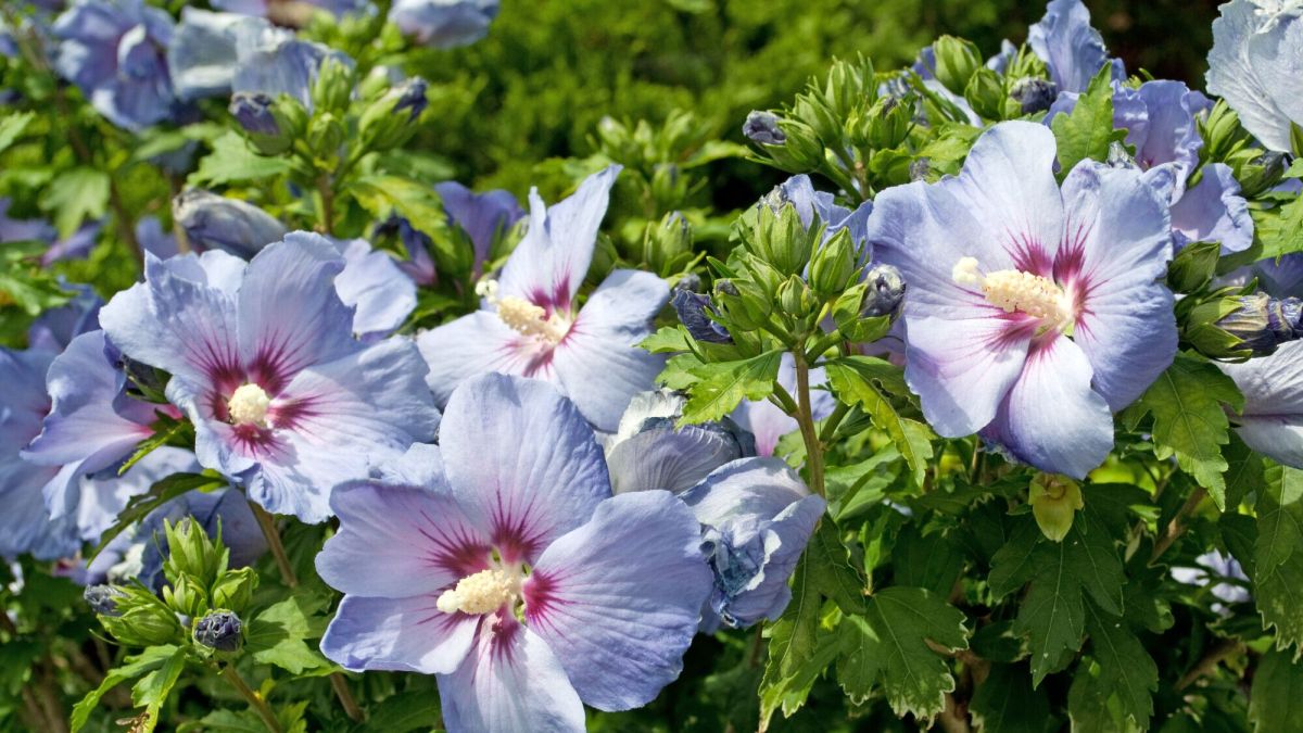 Comment protéger vos fleurs du froid : astuces et conseils