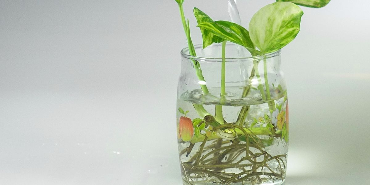La magie du bouturage en eau : multipliez vos plantes sans débourser un centime
