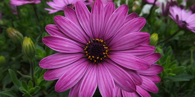 Dimorphotéca : éclat et couleurs au jardin