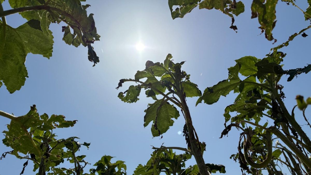 Une hausse des températures menace la France dès la semaine prochaine