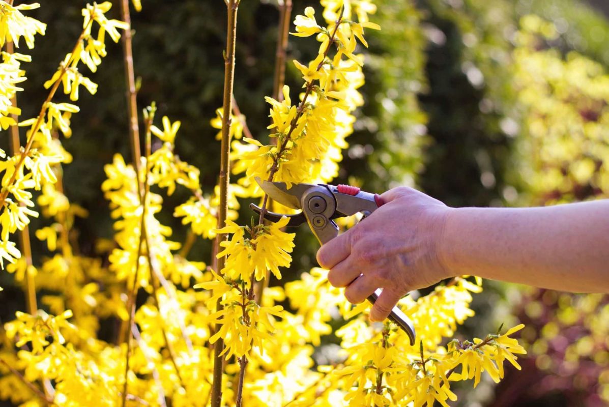 Tailler le forsythia : le secret d'une floraison éclatante au printemps