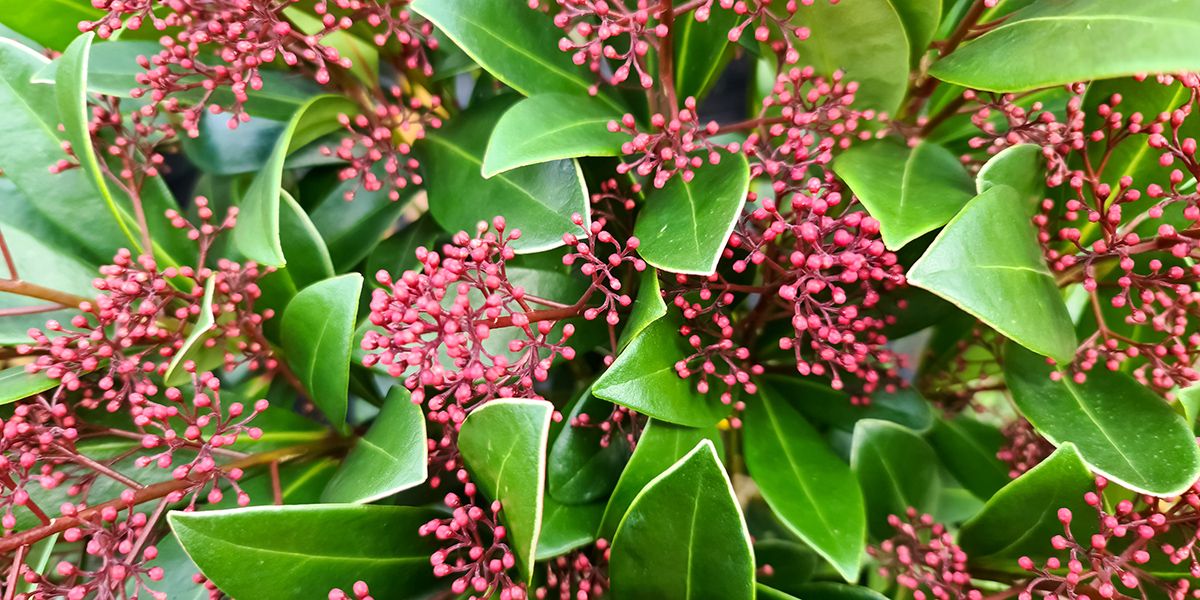 Skimmia du Japon (Skimmia japonica), feuillage persistant et baies rouges