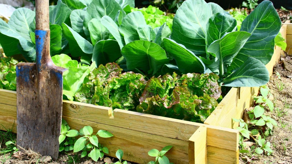 Jardinage : jardiner est bon pour la santé !