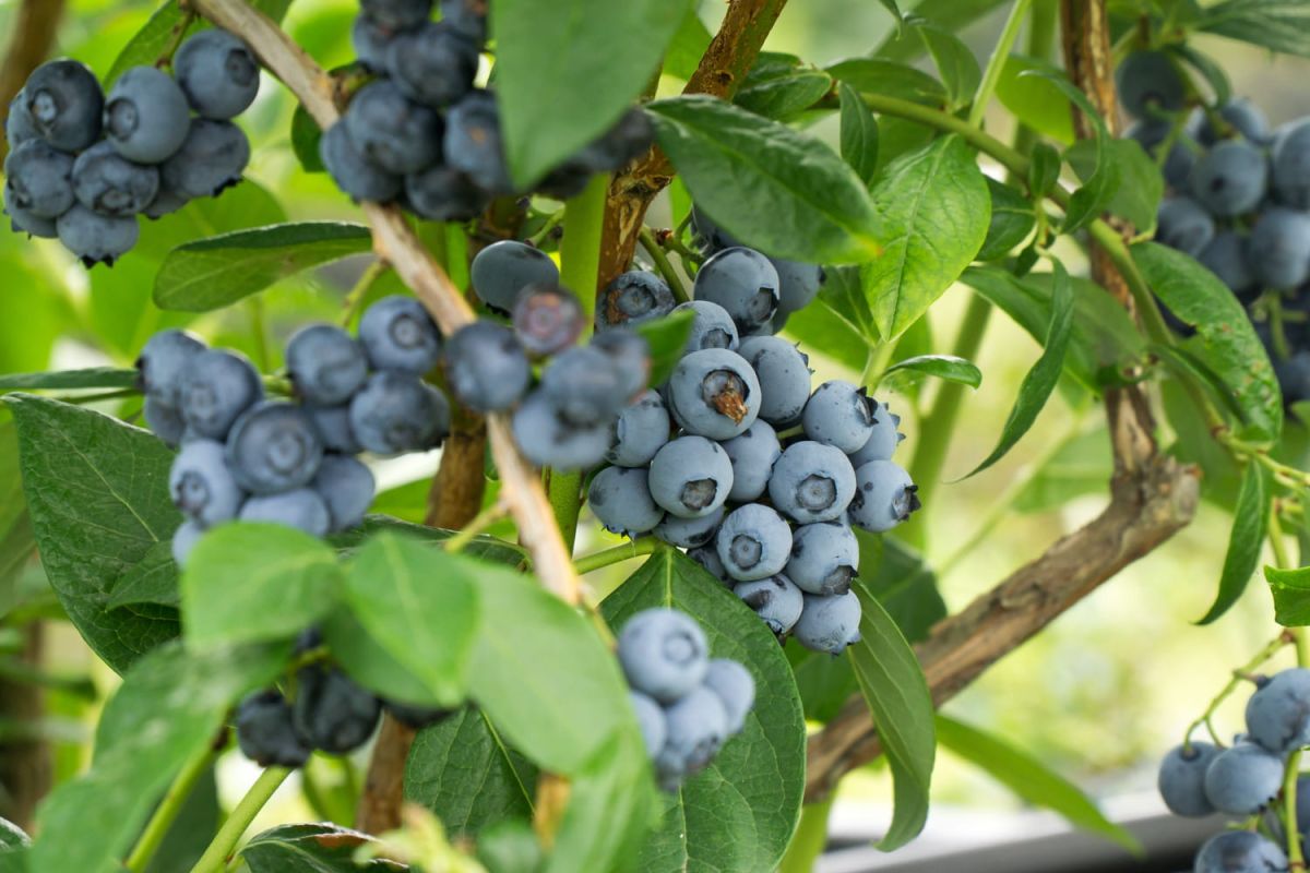Myrtillier : variétés, où le planter, récolte