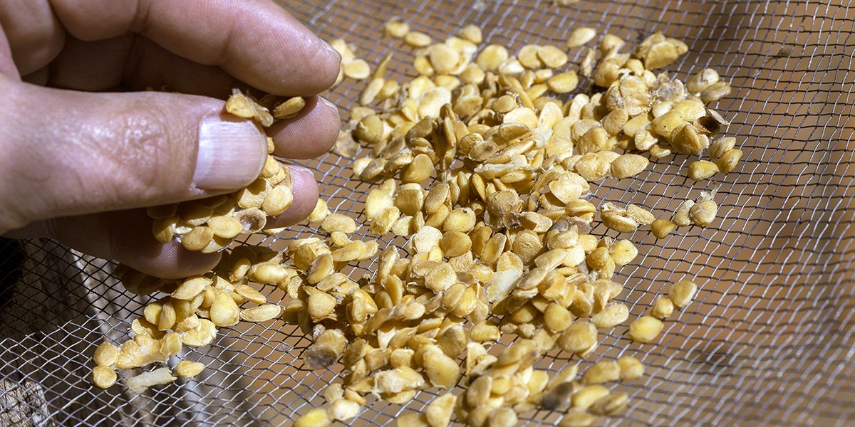 Quand et comment récolter des graines de légumes pour les ressemer l'année suivante ?