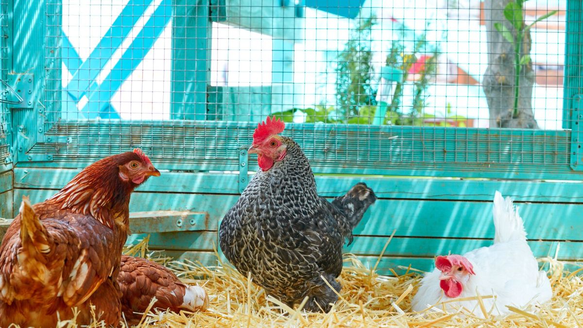 Accueillir une poule au jardin : conseils pratiques et astuces