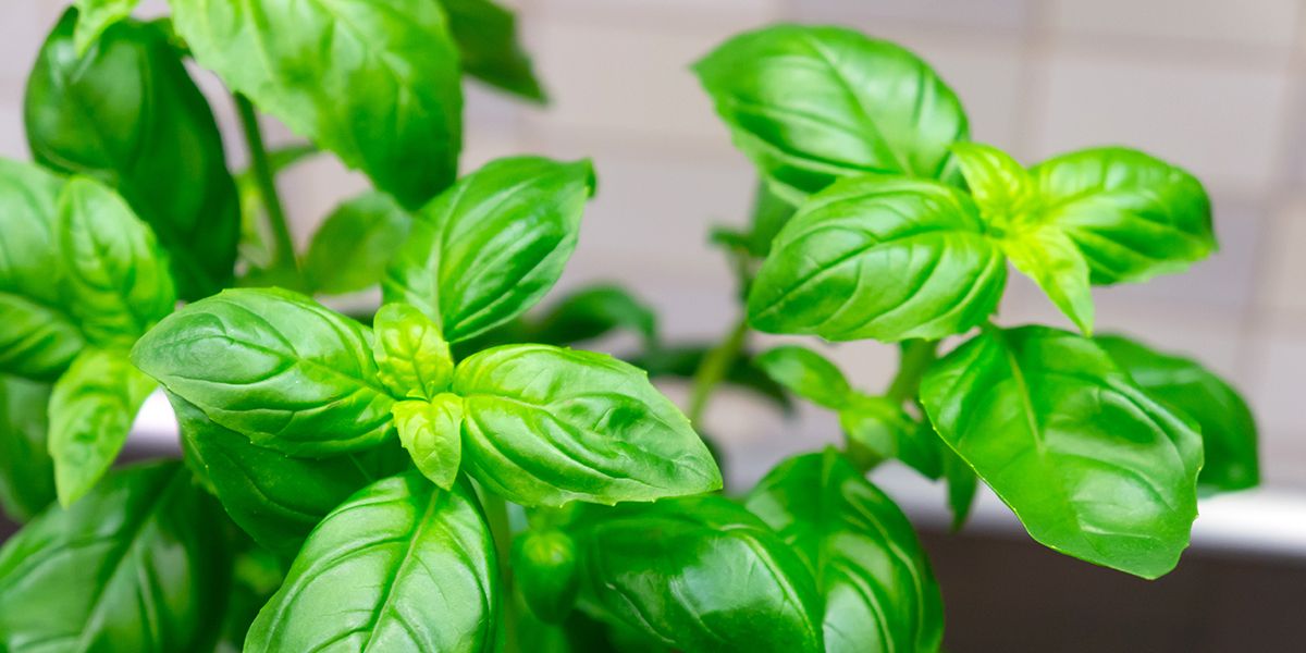 8 astuces pour récolter du basilic tout en préservant la plante