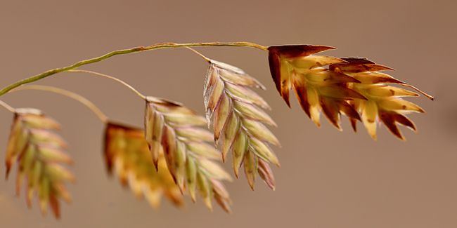 Chasmanthium latifolium, une graminée aux inflorescences raffinées