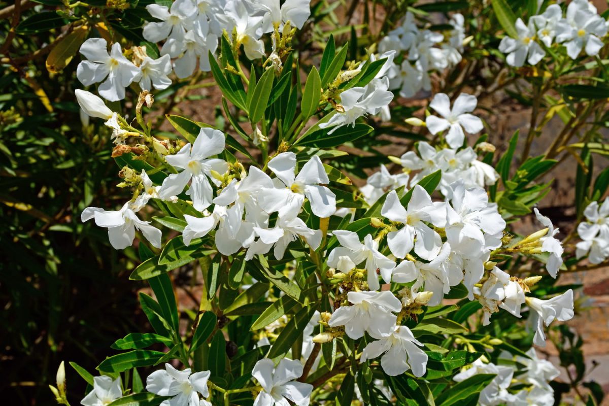 Des plantes résistantes à la chaleur pour un jardin épanoui