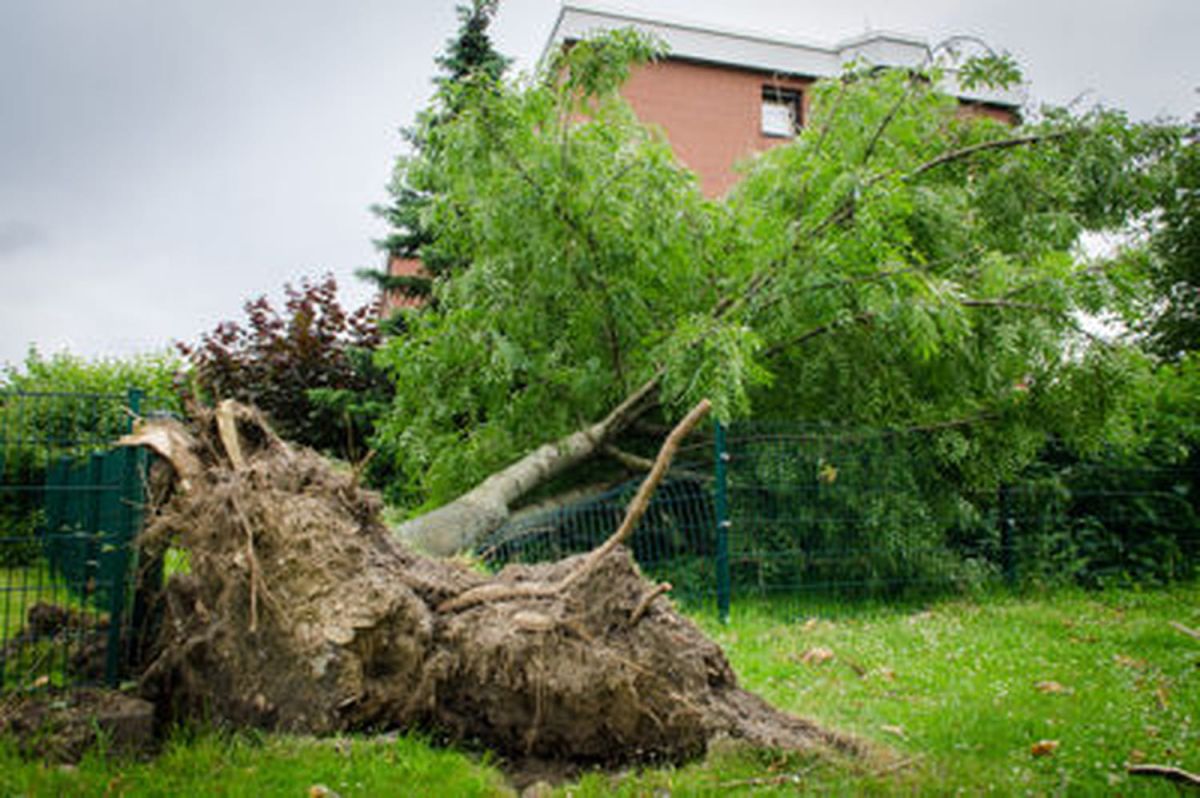 Des méthodes efficaces pour éliminer un arbre indésirable