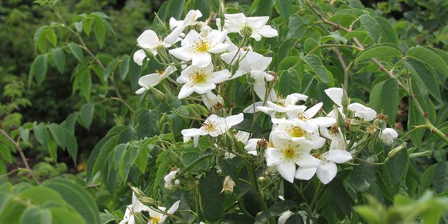 À la découverte du rosier musqué, un parfum unique
