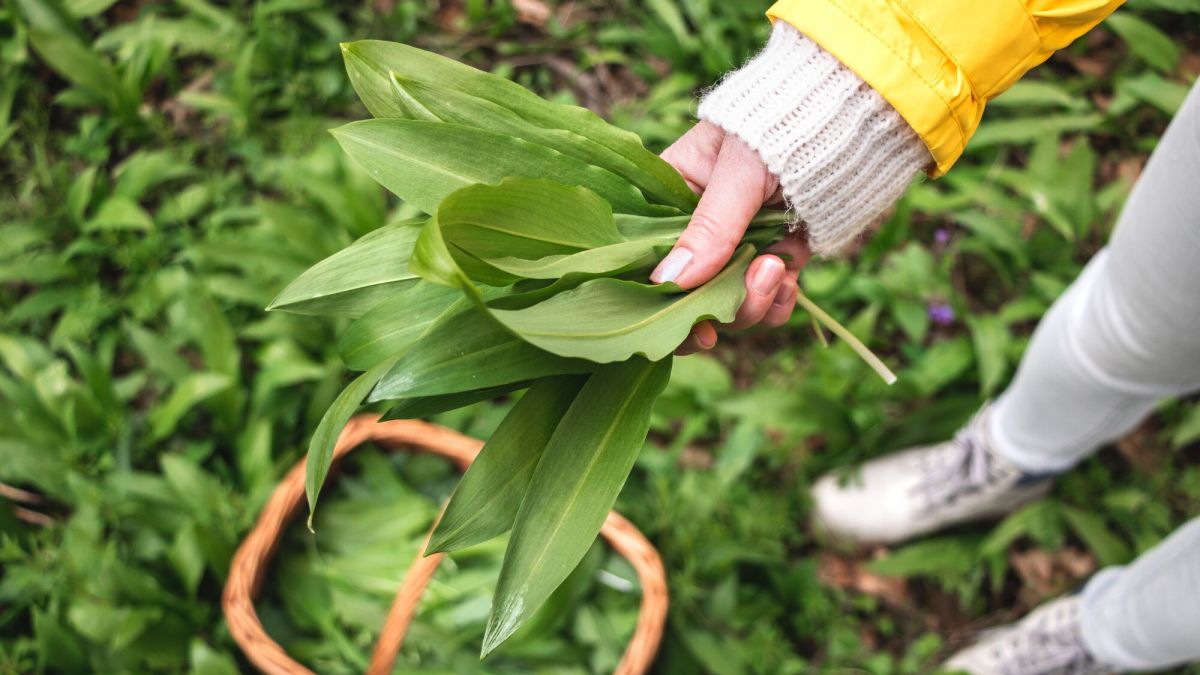 Prendre garde à cette plante trompeuse lors de votre cueillette d'ail des ours