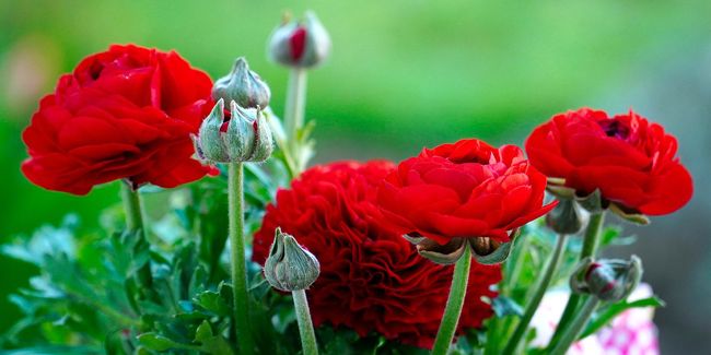 Les plus belles fleurs rouges à planter pour un jardin éblouissant