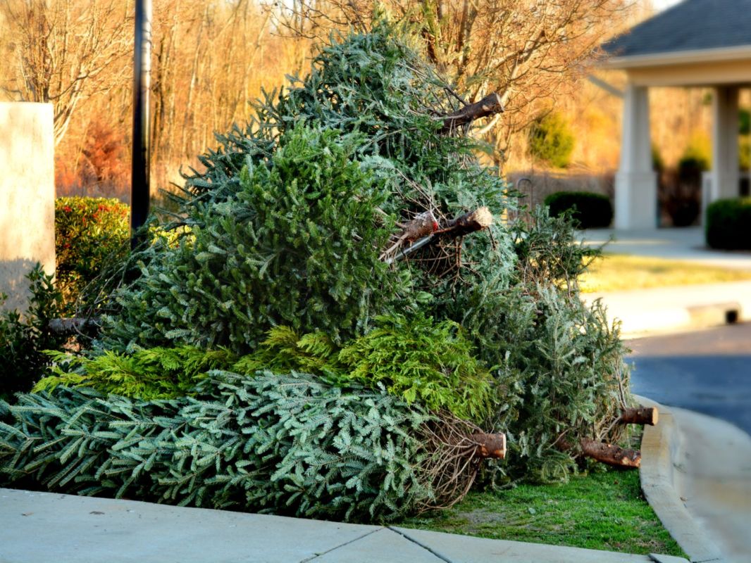 Composter votre sapin de Noël : un geste écolo à manier avec soin