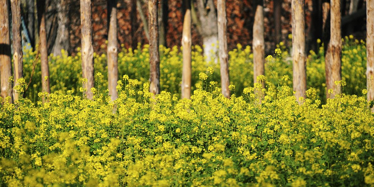 Le colza : l'atout secret pour un potager fertile et florissant