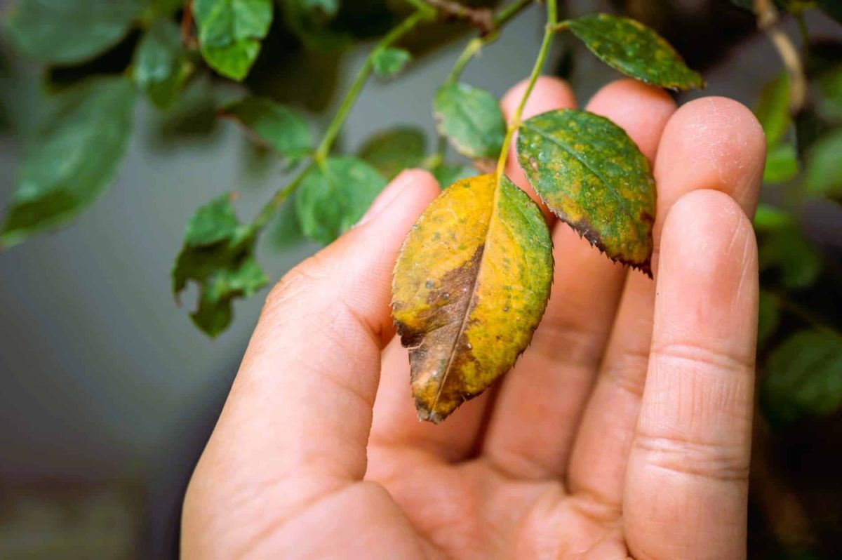 janvier, le mois essentiel pour vos plantes : préparez-les aux défis hivernaux