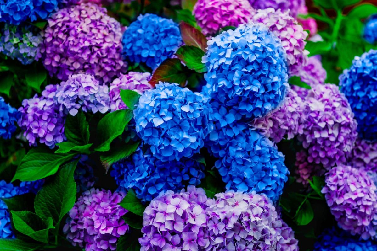 l’hortensia en fleurs : 5 erreurs courantes à éviter pour une floraison éclatante