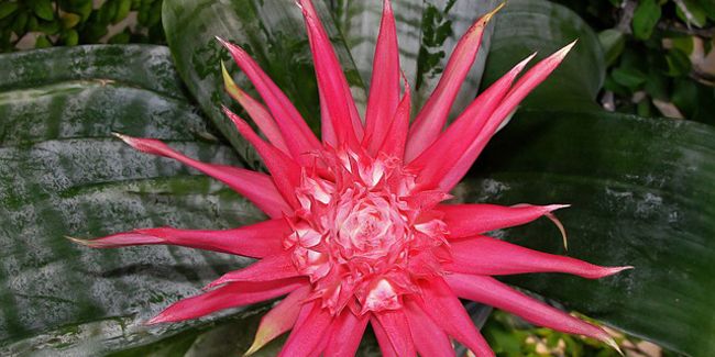 La bromélie, une plante fascinante à découvrir