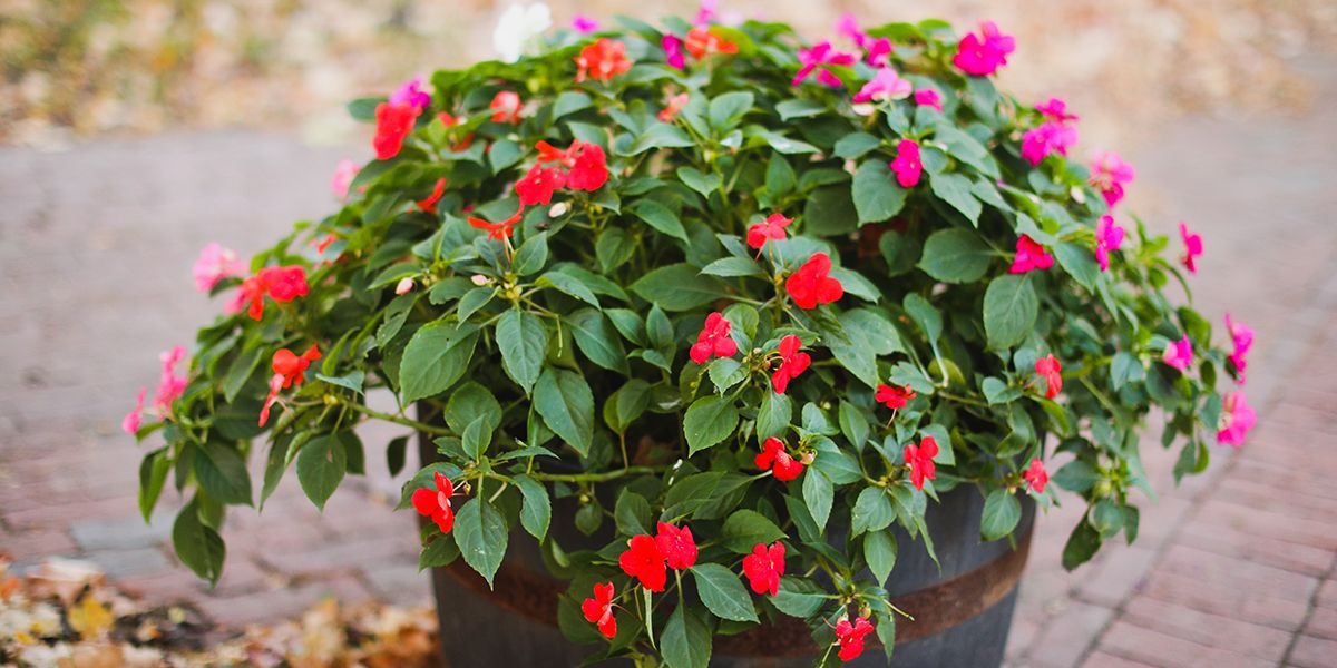 Fleurs d’ombre : 10 espèces qui brillent à l'abri du soleil