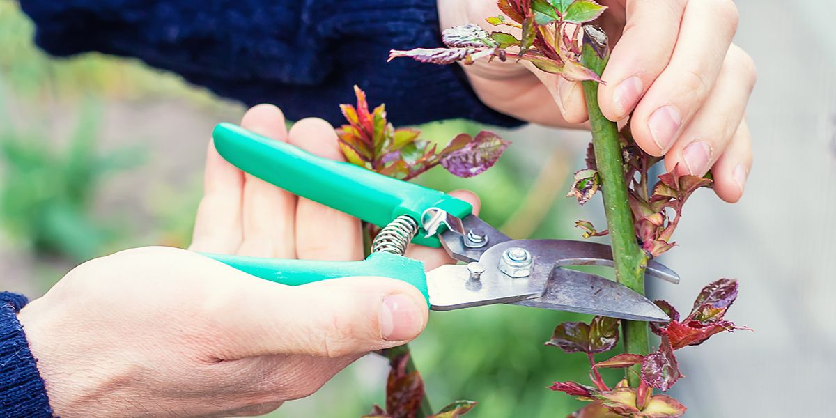 La taille des rosiers : conseils et astuces pour profiter de vos fleurs