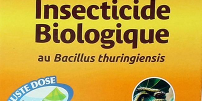 Bacillus thuringiensis : l'insecticide biologique à adopter avec précaution