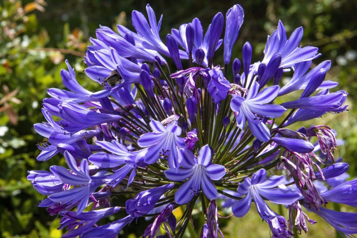 Agapanthes : le guide ultime pour une floraison éclatante