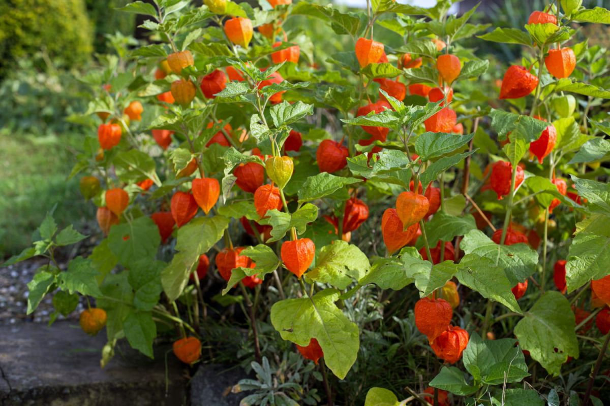 Physalis : semis, plantation et récolte de l'amour en cage