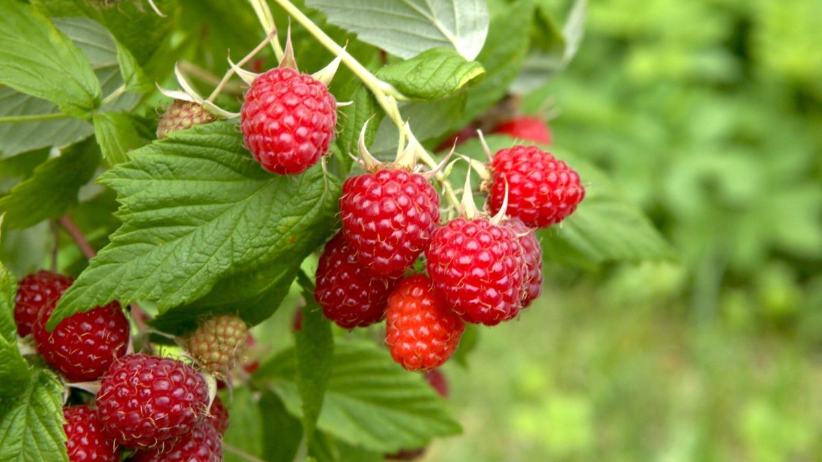 Cultiver des baies au jardin : fraises, framboises, groseilles et plus
