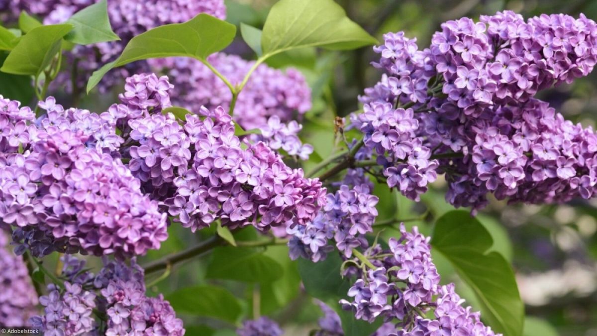 Découvrez comment faire fleurir votre lilas comme jamais