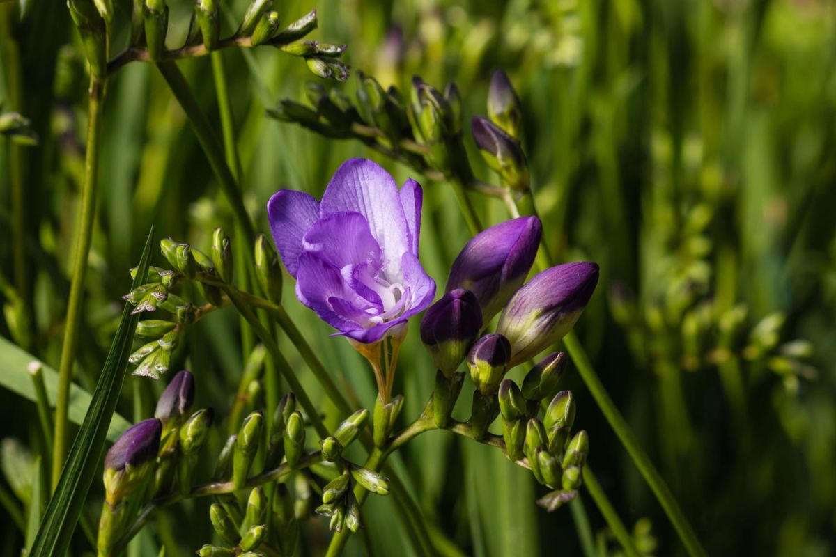 Freesia : guide complet pour une floraison éclatante