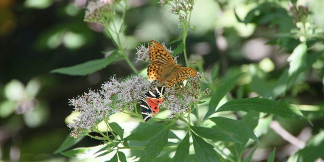 L'eupatoire chanvrine : une plante aux mystères et vertus