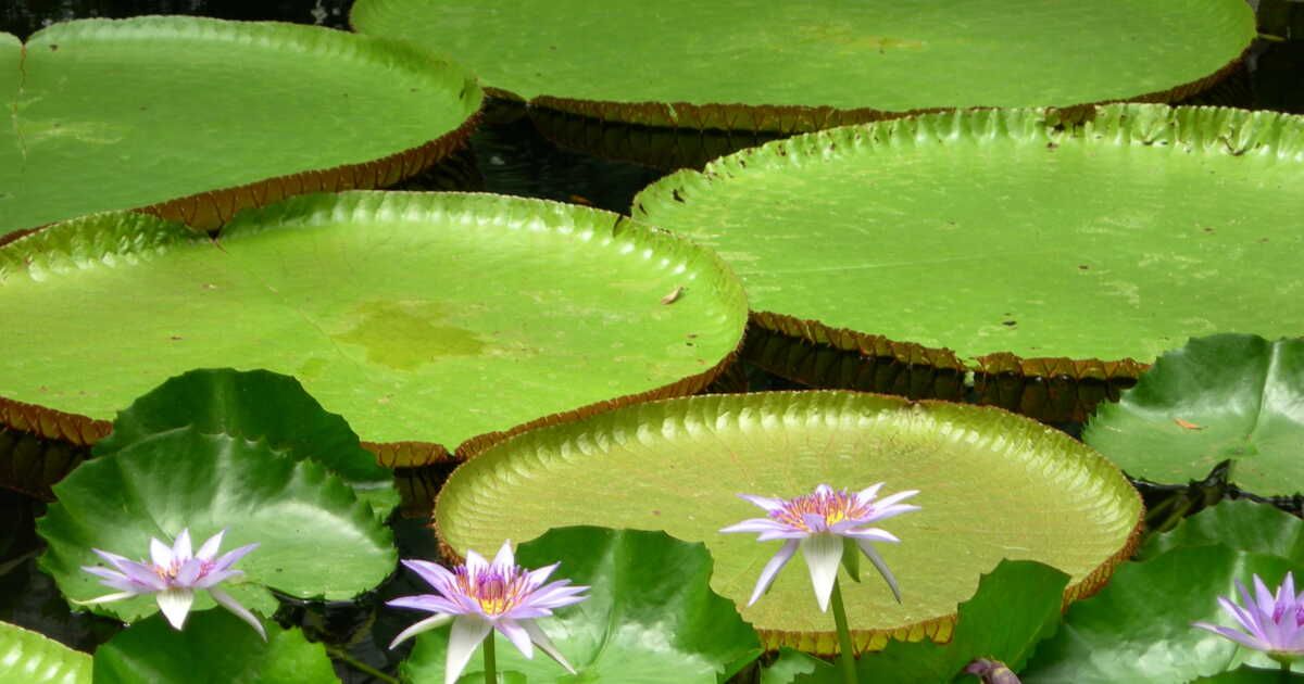 La richesse exceptionnelle de la flore amazonienne