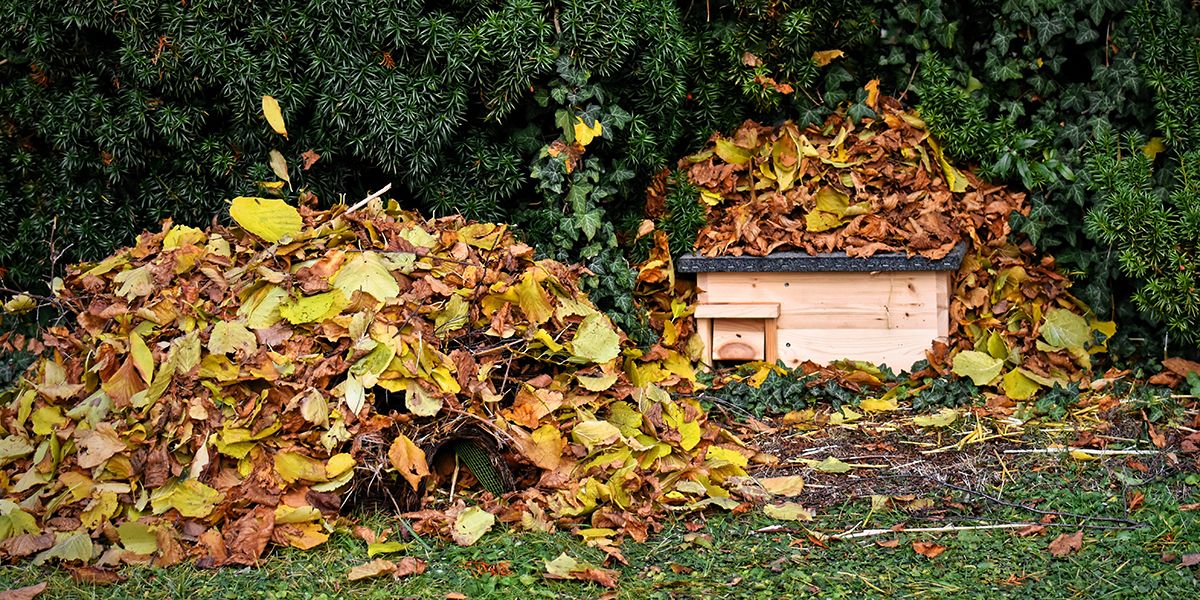 Créer un havre de paix pour hérissons dans votre jardin