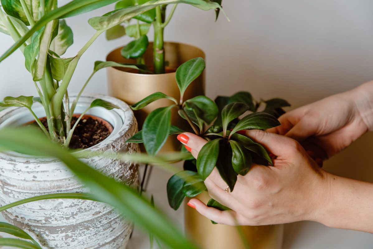 préparez vos plantes d'intérieur aux rigueurs de l'hiver avec ce geste simple