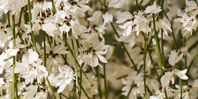 Le genêt blanc : une beauté méditerranéenne pour vos jardins secs