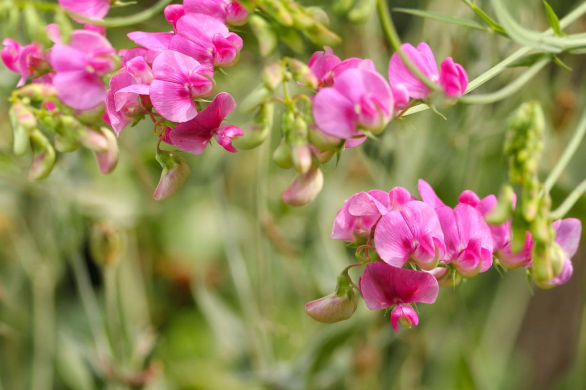 10 fleurs faciles à faire pousser