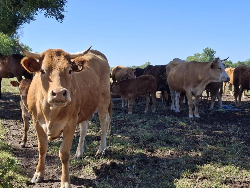 Crise agricole en Gironde : tensions croissantes autour d'un élevage problematic