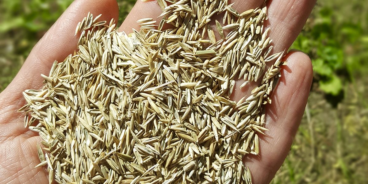 Protéger vos semences : 8 astuces pour un gazon épargné par les oiseaux