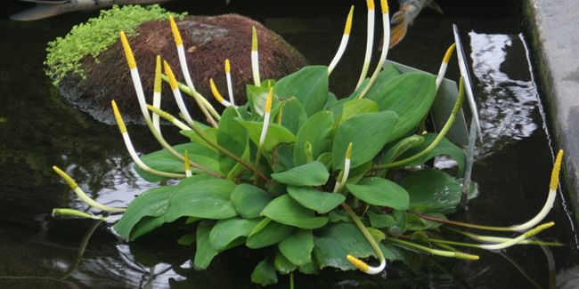 L'oronte aquatique : une beauté florale des rivières