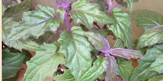 Gynura orange : la plante de velours irrésistible