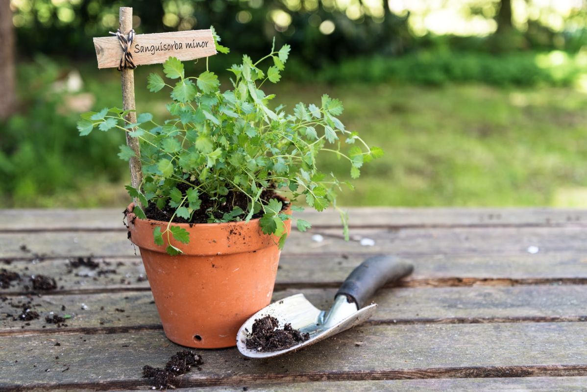 redécouvrez la pimprenelle, cette herbe aromatique oubliée