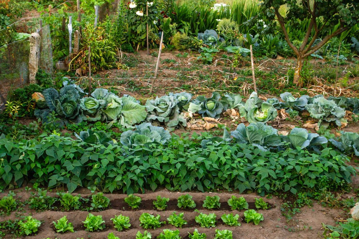 jardins et potagers : une nouvelle taxe fait grincer des dents