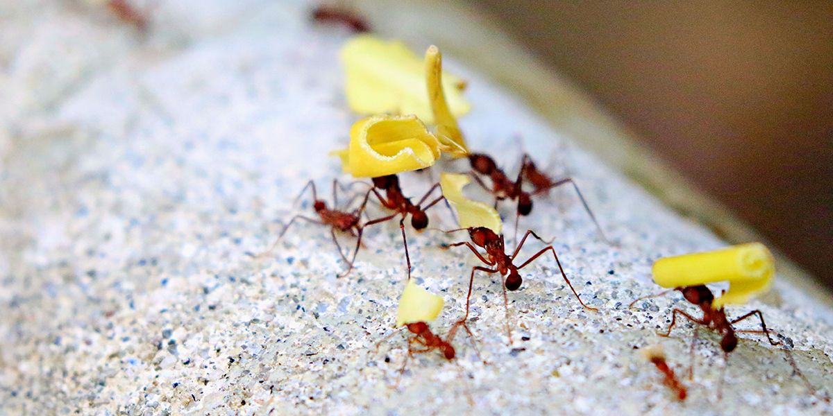 Des solutions écologiques pour éloigner les fourmis de votre maison