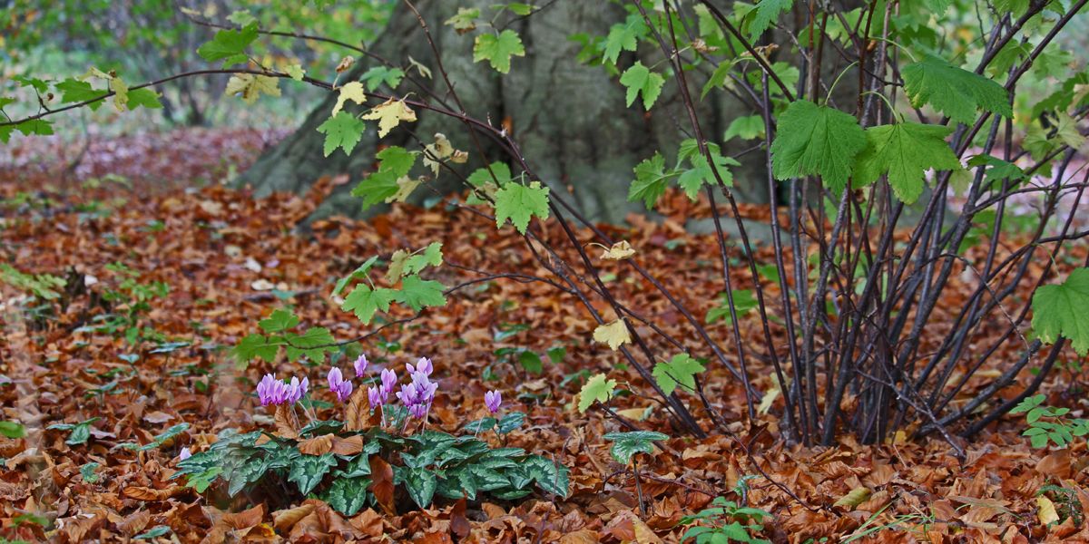 Cultiver des plantes sous les arbres : les meilleures options pour votre jardin