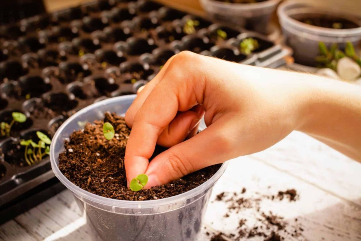 Boostez vos semis d'hiver : la méthode incontournable pour une récolte abondante