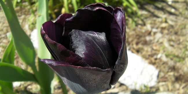 découvrez les fleurs noires les plus exceptionnelles pour embellir votre jardin